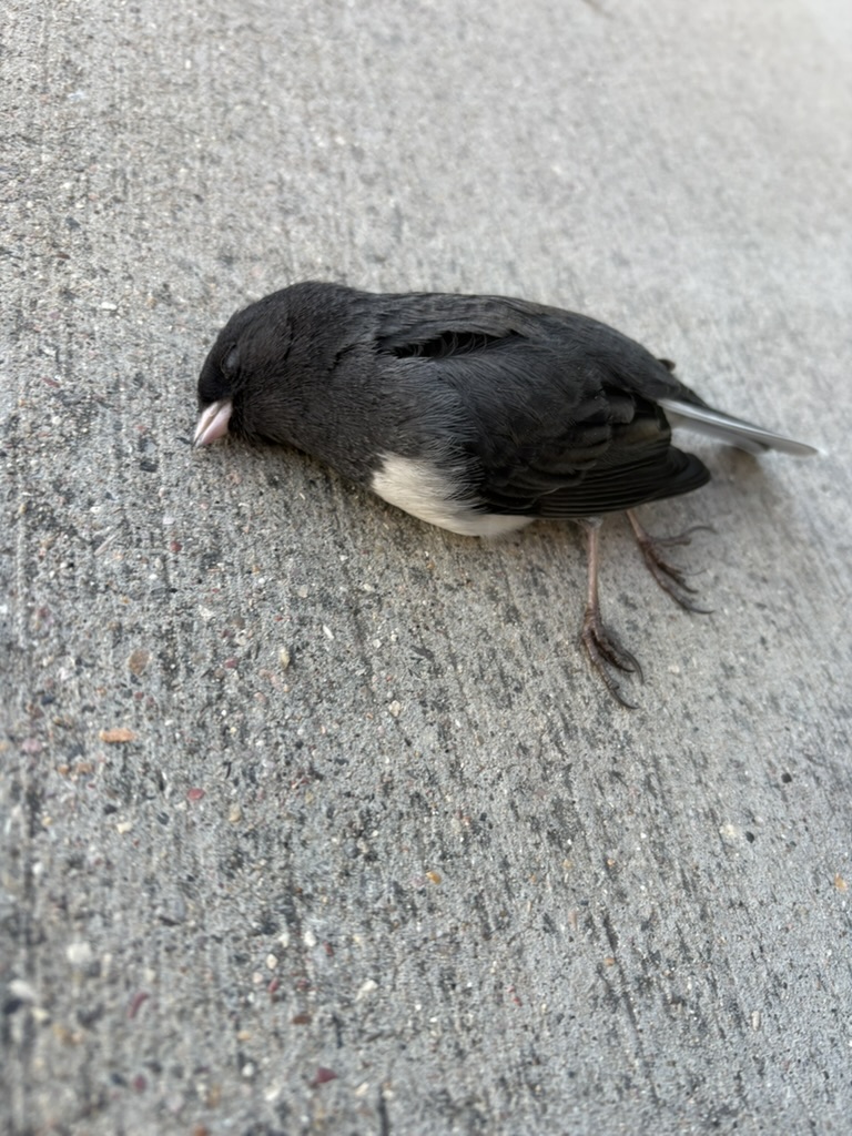This is a photo of a dead bird I saw on the ground outside the library this week. It was so beautiful. It may have flown into the window and broken its neck on its own reflection. An apt metaphor for this post, I felt.